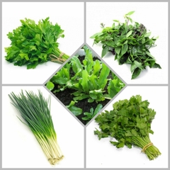 Combo hạt giống CB24