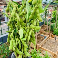 Hạt giống Rau Đậu Nành Nhật Bản