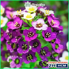 Hạt giống Hoa Ngàn Sao Nhiều Màu Dễ Trồng