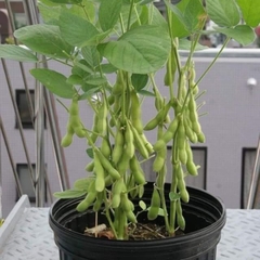 Hạt giống Rau Đậu Nành Nhật Bản