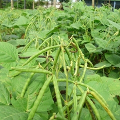 Hạt giống Đậu Đỏ