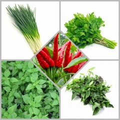 Combo hạt giống CB26