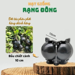 Bầu chiết cành - 10 cm