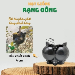 Bầu chiết cành - 4 cm