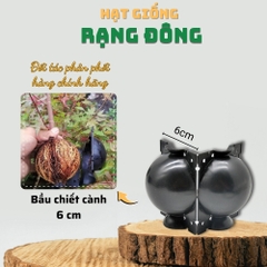 Bầu chiết cành - 6cm