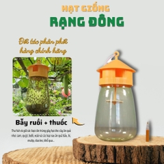 Bẫy ruồi vàng + Thuốc dẫn dụ