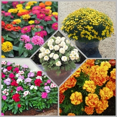 Combo hạt giống C22