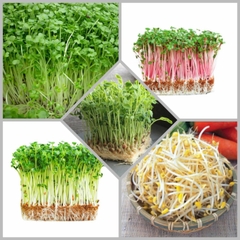 Combo hạt giống CB2