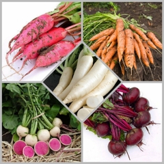 Combo hạt giống CB16