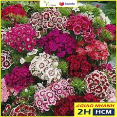 Hạt giống Hoa Cẩm Chướng Đơn Nhiều Màu