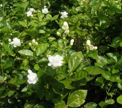 Cây Nhài Ta