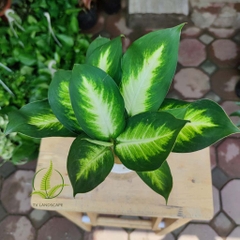 Cây Sao Sáng