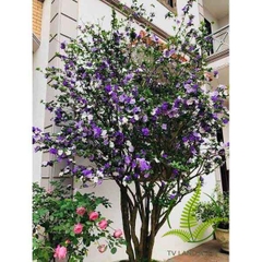 Cây Nhài Nhật