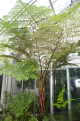 Cây Dương Xỉ Cổ