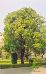 Cây Hoa Sữa