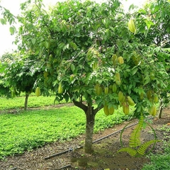 Cây Khế Chua