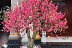 Cây Hoa Đào
