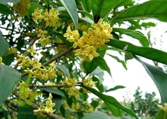 Cây Mộc Hương