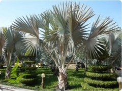 Cây Kè Bạc