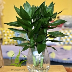 Cây phát lộc thủy sinh