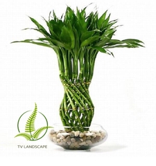 Cây phát lộc thủy sinh