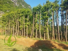 Cây Sao Đen