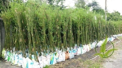 Cây Trúc Cần Câu