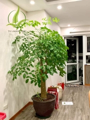 Cây Hạnh Phúc gốc
