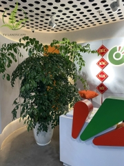 Cây Hạnh Phúc gốc
