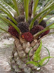 Cây Cọ Dầu