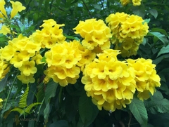 Cây Huỳnh Liên