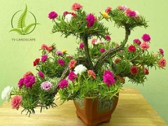 Cây Hoa Mười Giờ