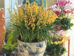 Cây Địa Lan