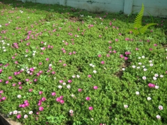 Cây Hoa Mười Giờ