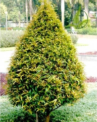 Cây Hồng Lộc