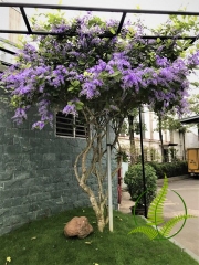 Cây Mai xanh