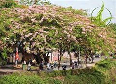 Cây Muồng Hoa Đào