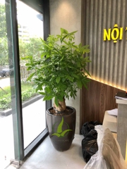 Cây Kim Ngân củ