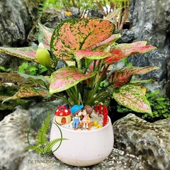 Cây Vạn Lộc đỏ