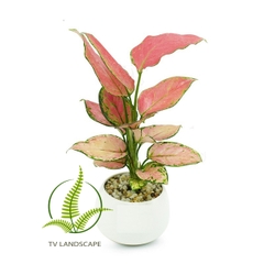 Cây Vạn Lộc đỏ