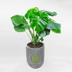 Cây Trầu Bà Nam Mỹ