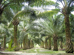 Cây Cọ Dầu