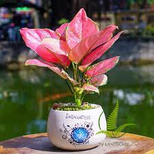 Cây Vạn Lộc đỏ