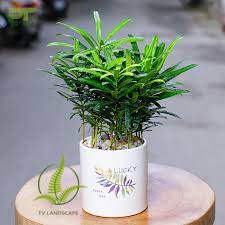 Cây Tùng La Hán