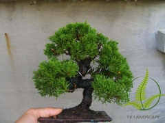 Cây Tùng Tháp