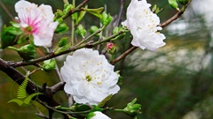 Cây Nhất chi mai