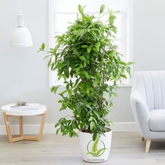 Cây Trúc Nhật