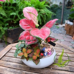 Cây Vạn Lộc đỏ