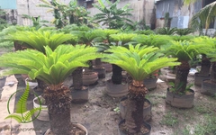 Cây vạn tuế