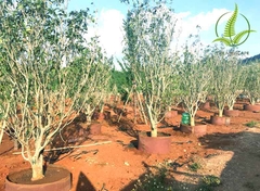 Cây Mộc Hương